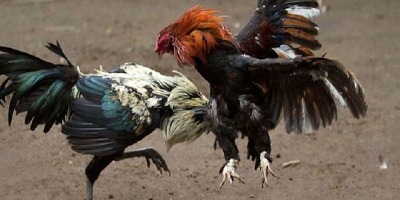 2 hình thức đá gà cựa sắt phổ biến nhất hiện nay