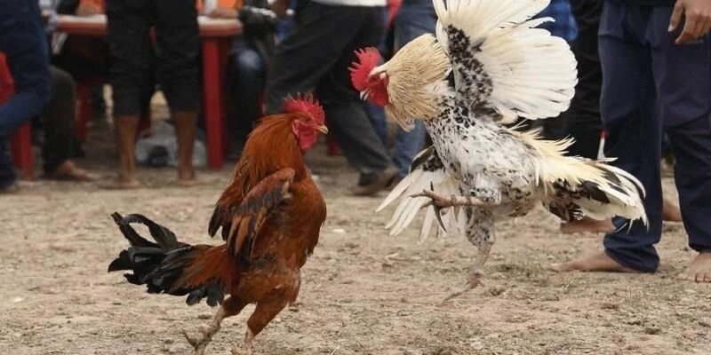 Tìm hiểu thông tin đặc sắc của đá gà cựa sắt